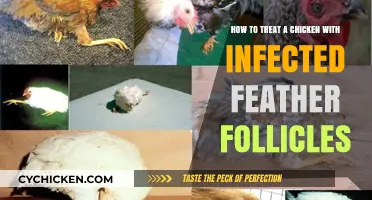 Treating Infected Feather Follicles in Chickens: A Guide