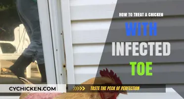 Treating Infected Chicken Toes: A Step-by-Step Guide for Poultry Care