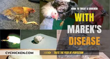 Treating Marek's Disease in Chickens: A Comprehensive Guide