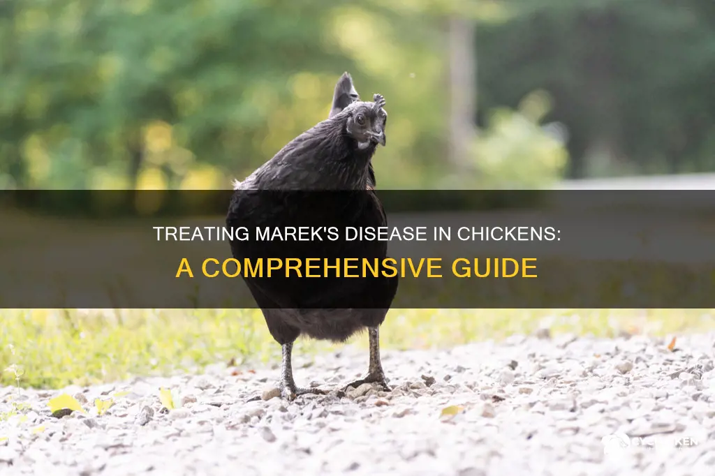 how to treat a chicken with marek