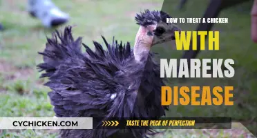 Effective Marek's Disease Treatment Strategies for Your Backyard Chickens