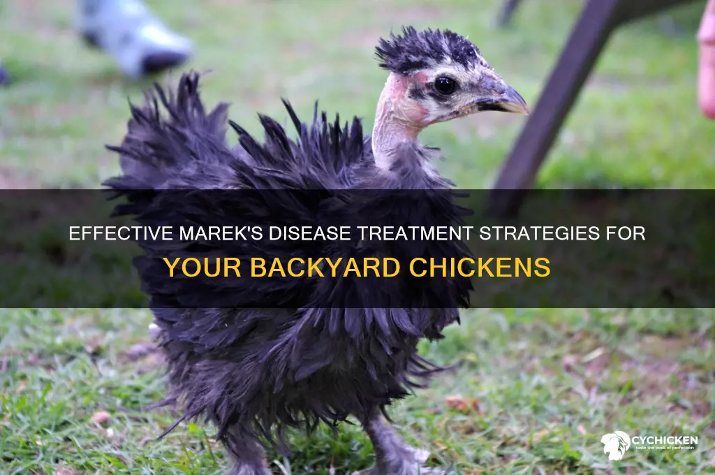 how to treat a chicken with mareks disease