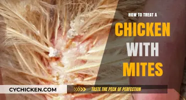 Effective Mite Treatment for Chickens: A Comprehensive Guide