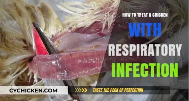 Effective Treatment Strategies for Chicken Respiratory Infections: A Comprehensive Guide