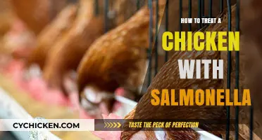 Effective Treatment Strategies for Salmonella-Infected Chickens: A Comprehensive Guide