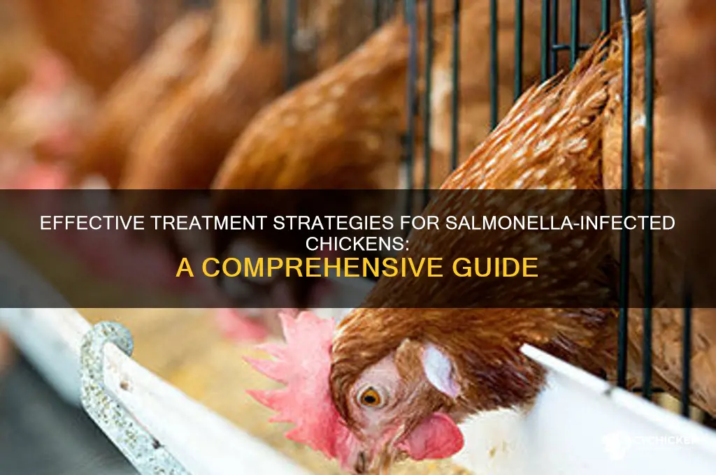 how to treat a chicken with salmonella