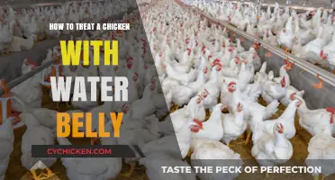 Treating Water Belly in Chickens: Effective Remedies and Prevention Tips