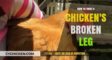 Healing Your Hen: Effective Treatment for a Chicken's Broken Leg