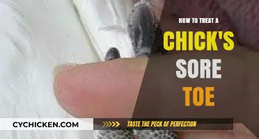 Effective Remedies for Healing a Chick's Sore Toe: A Guide