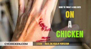 Treating Dog Bite Wounds on Chickens