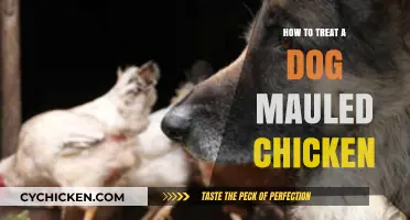 Healing Your Hen: Treating a Dog-Mauled Chicken with Care