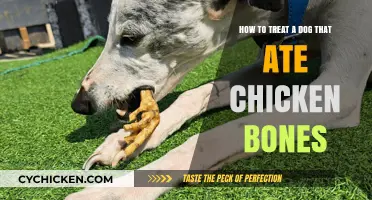 Treating Your Dog After Eating Chicken Bones