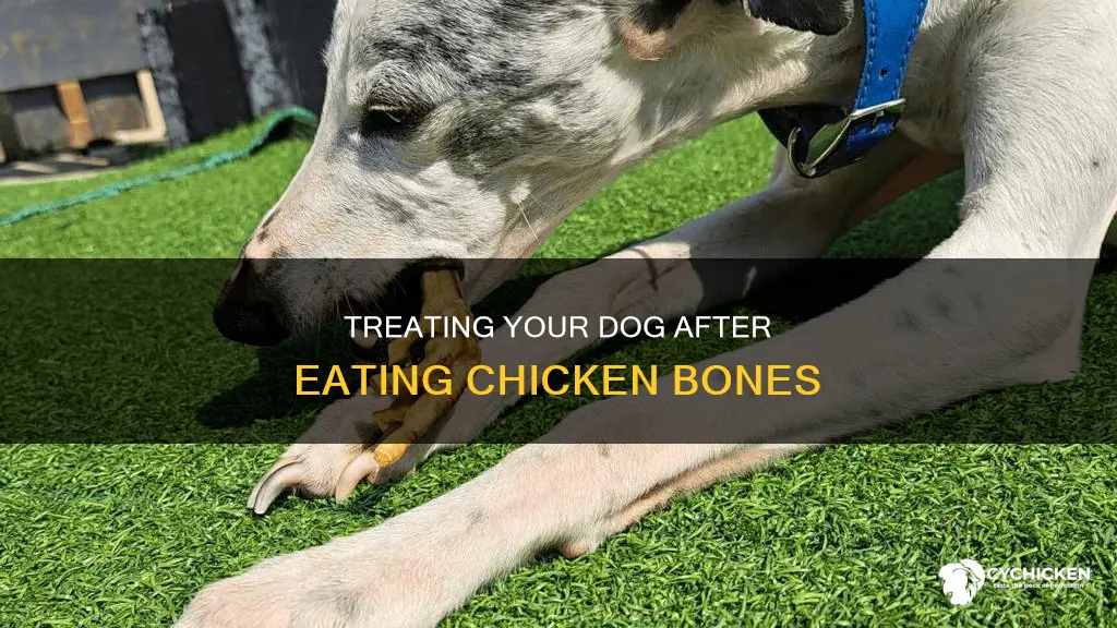 how to treat a dog that ate chicken bones