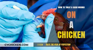 Treating Gash Wounds: Caring for Your Injured Chicken