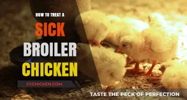 Effective Treatment Strategies for Sick Broiler Chickens: A Comprehensive Guide