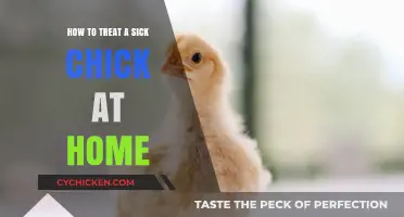 Caring for Sick Chicks: Effective Home Remedies and Treatment Tips