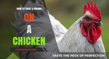 Effective Wound Care for Chickens: A Step-by-Step Treatment Guide
