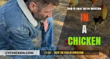 Treating Eye Infections in Chickens: A Quick Guide