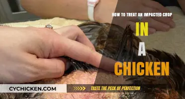 Treating an Impacted Crop in Chickens: A Quick Guide