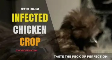Treating an Infected Chicken Crop: Effective Remedies and Care Tips