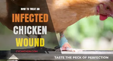 Effective Treatment for Infected Chicken Wounds: A Step-by-Step Guide