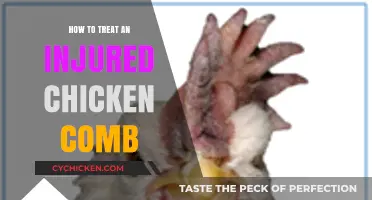 Healing Your Hen: Effective Treatment for an Injured Chicken Comb