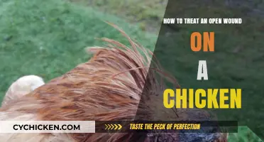 Treating Open Wounds in Chickens: Quick Guide