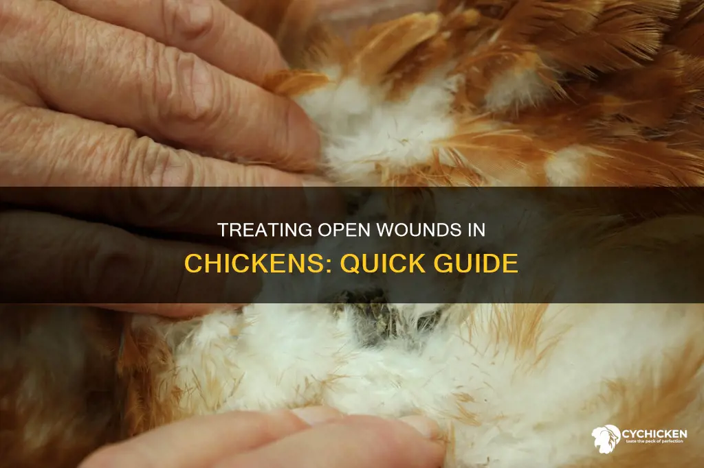 how to treat an open wound on a chicken