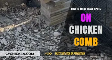 Effective Remedies for Treating Black Spots on Chicken Combs