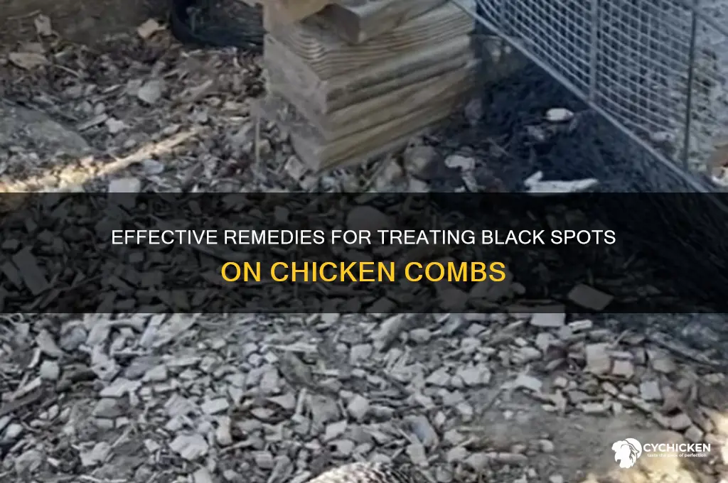 how to treat black spots on chicken comb