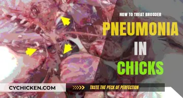 Effective Treatment Strategies for Brooder Pneumonia in Chicks