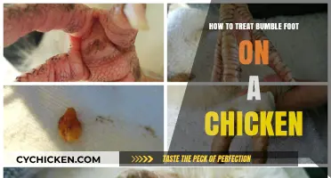 Effective Treatment and Prevention Tips for Chicken Bumble Foot