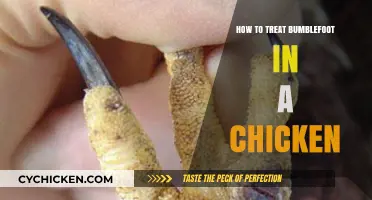 Effective Treatment and Prevention of Bumblefoot in Backyard Chickens