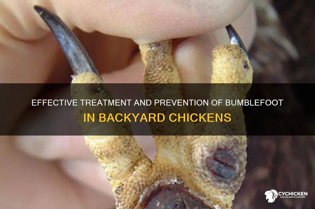how to treat bumblefoot in a chicken