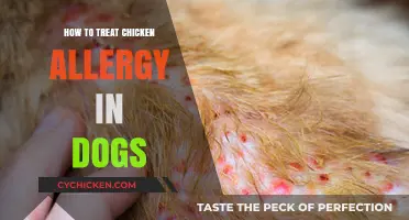 Treating Chicken Allergies in Dogs: Effective Strategies for Relief