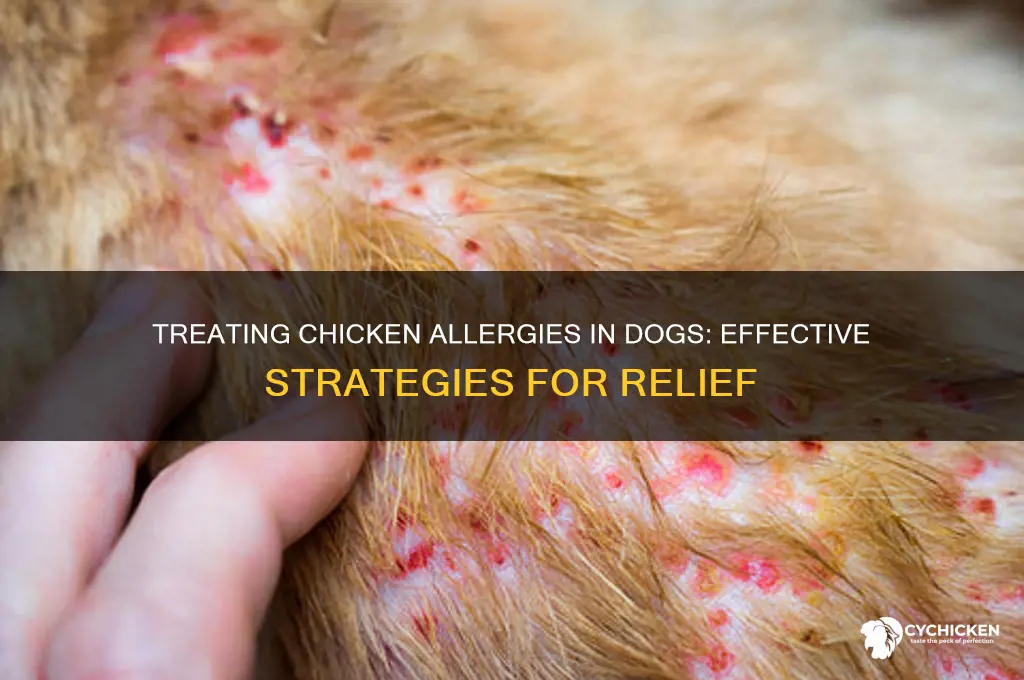 how to treat chicken allergy in dogs
