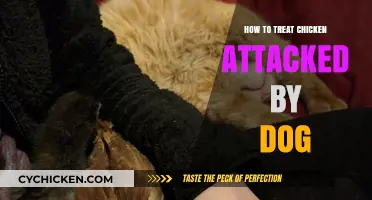 Healing Your Flock: Treating Chickens Attacked by Dogs Effectively