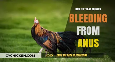 Effective Treatment for Chicken Bleeding from the Anus: A Guide