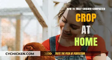 Treating Chicken Compacted Crop: Effective Home Remedies and Care Tips