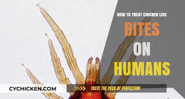 Effective Remedies for Treating Chicken Lice Bites on Humans