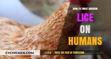 Effective Ways to Treat Chicken Lice Infestations in Humans