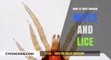 Effective Treatment Strategies for Chicken Mites and Lice Infestations