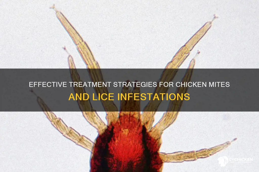 how to treat chicken mites and lice