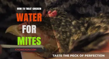 Effective Mite Treatment for Chicken Water: A Comprehensive Guide