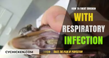 Effective Treatment Strategies for Chicken Respiratory Infections: A Comprehensive Guide