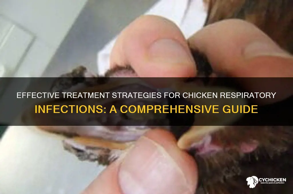 how to treat chicken with respiratory infection