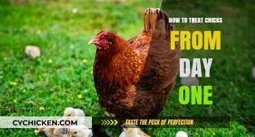 Essential Chick Care: Day One Tips for Healthy, Happy Chicks