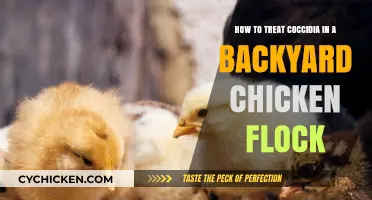 Treating Coccidia in Backyard Chickens: A Guide for Flock Owners