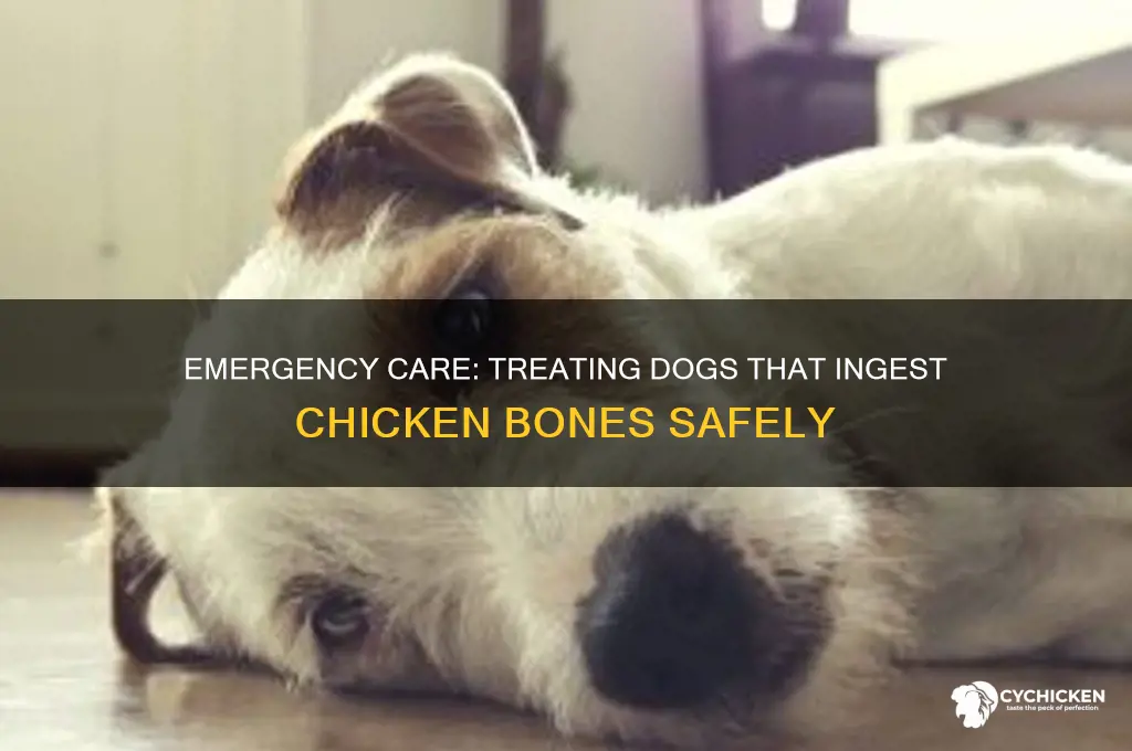 how to treat dog that ate chicken bones