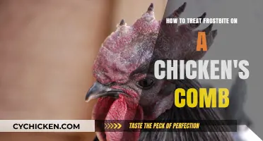 Treating Frostbite on Chicken Combs: Quick Action Saves the Day